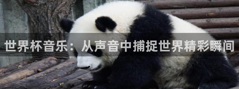 2026世界杯预选赛：世界杯音乐：从声音中捕捉世界精彩瞬间